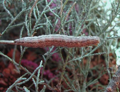 Clytie illunaris (Noctuidae) da Malta - adulto e larvae